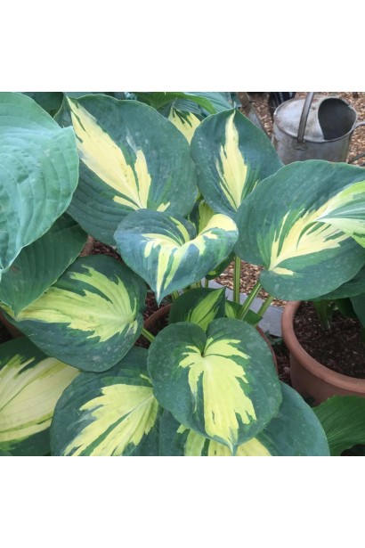 Хоста Біч Бой